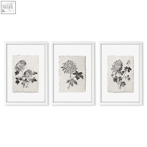 Set of three framed chrysanthemum botanical prints on off-white paper with minimalist white frames for wall decor grey