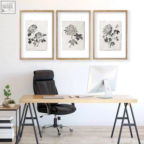Three framed botanical chrysanthemum ink prints on off-white paper in light wood frames for wall decor grey style