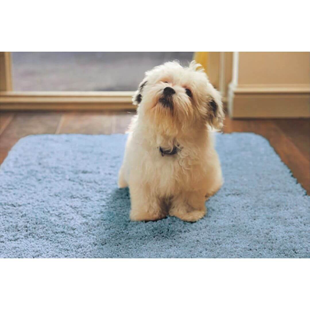 Fluffy cream shih tzu puppy sitting on a soft washable blue shaggy rug perfect for cozy spaces