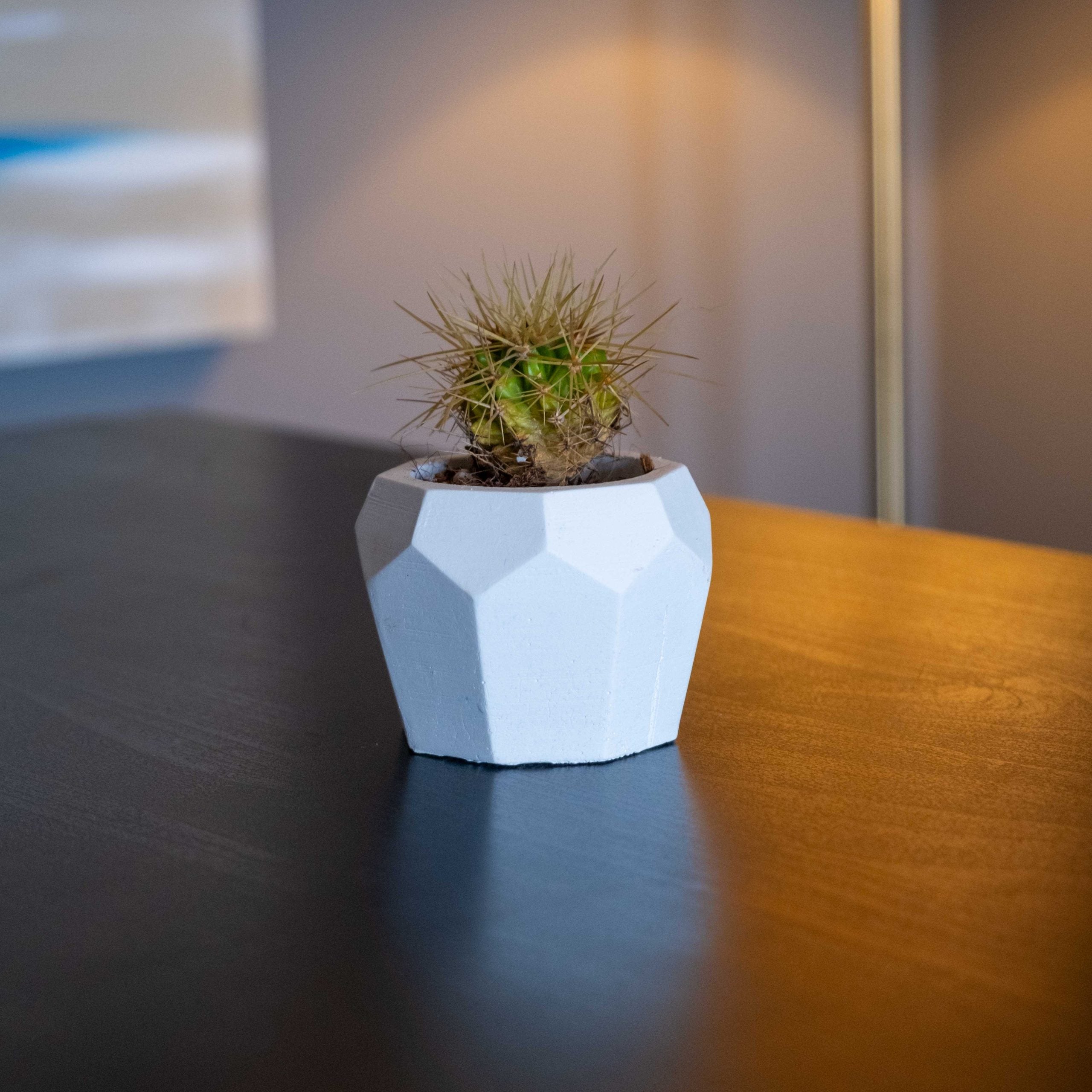 White concrete bee-home pot with a white geometric planter holding a spiky green cactus