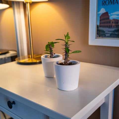 White concrete blossom pot holding a spiky green plant in a white ceramic concrete blossom pot
