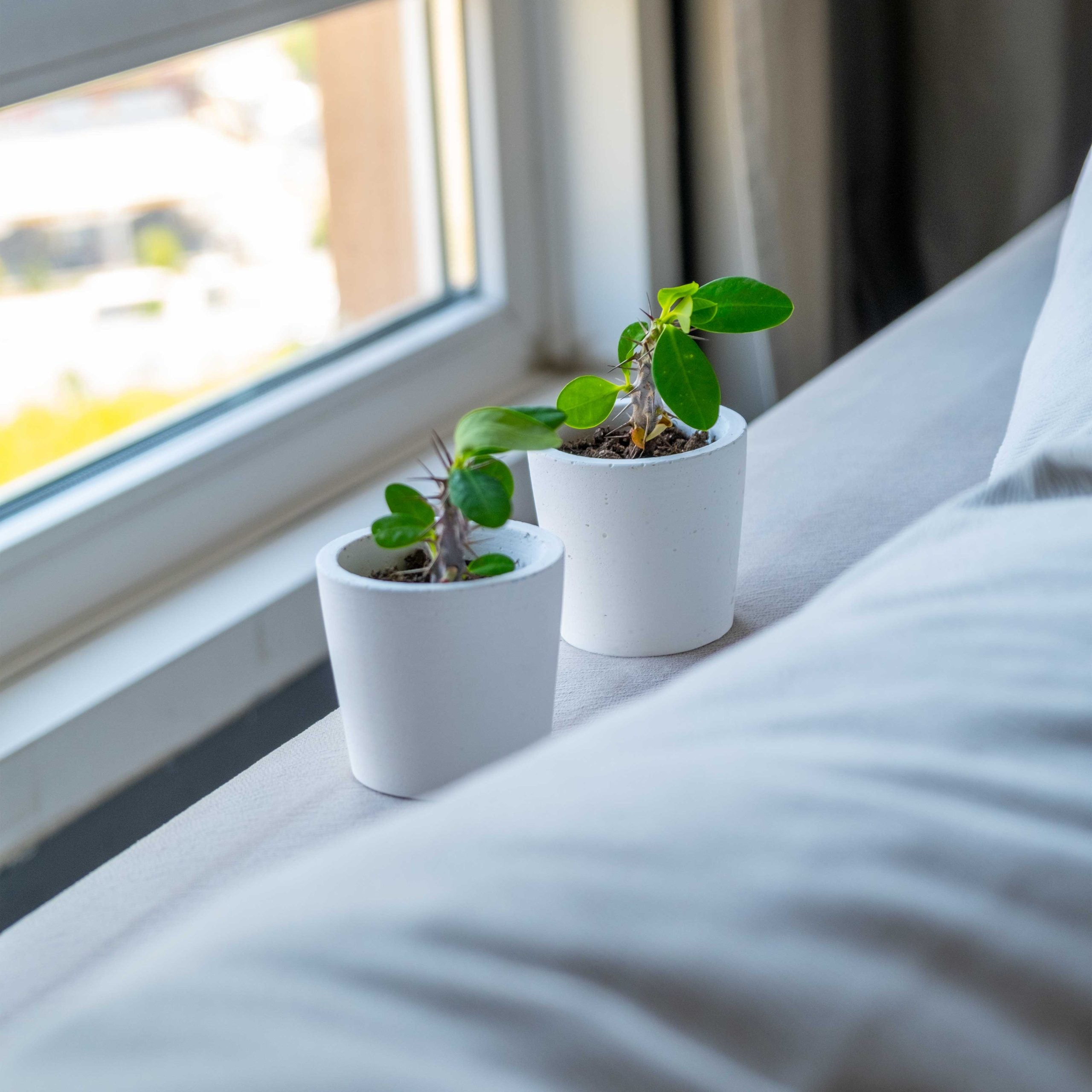 Two small white concrete blossom pots each holding a young green plant with broad leaves and spiny stems