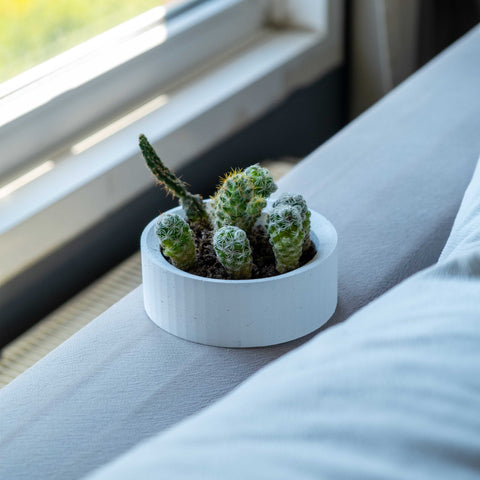 White concrete handle pot with a white cylindrical planter holding small green spiky cacti in a cluster