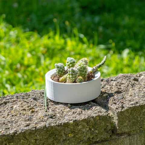 White concrete handle pot with a white cylindrical shape holding a cluster of green spiky cacti