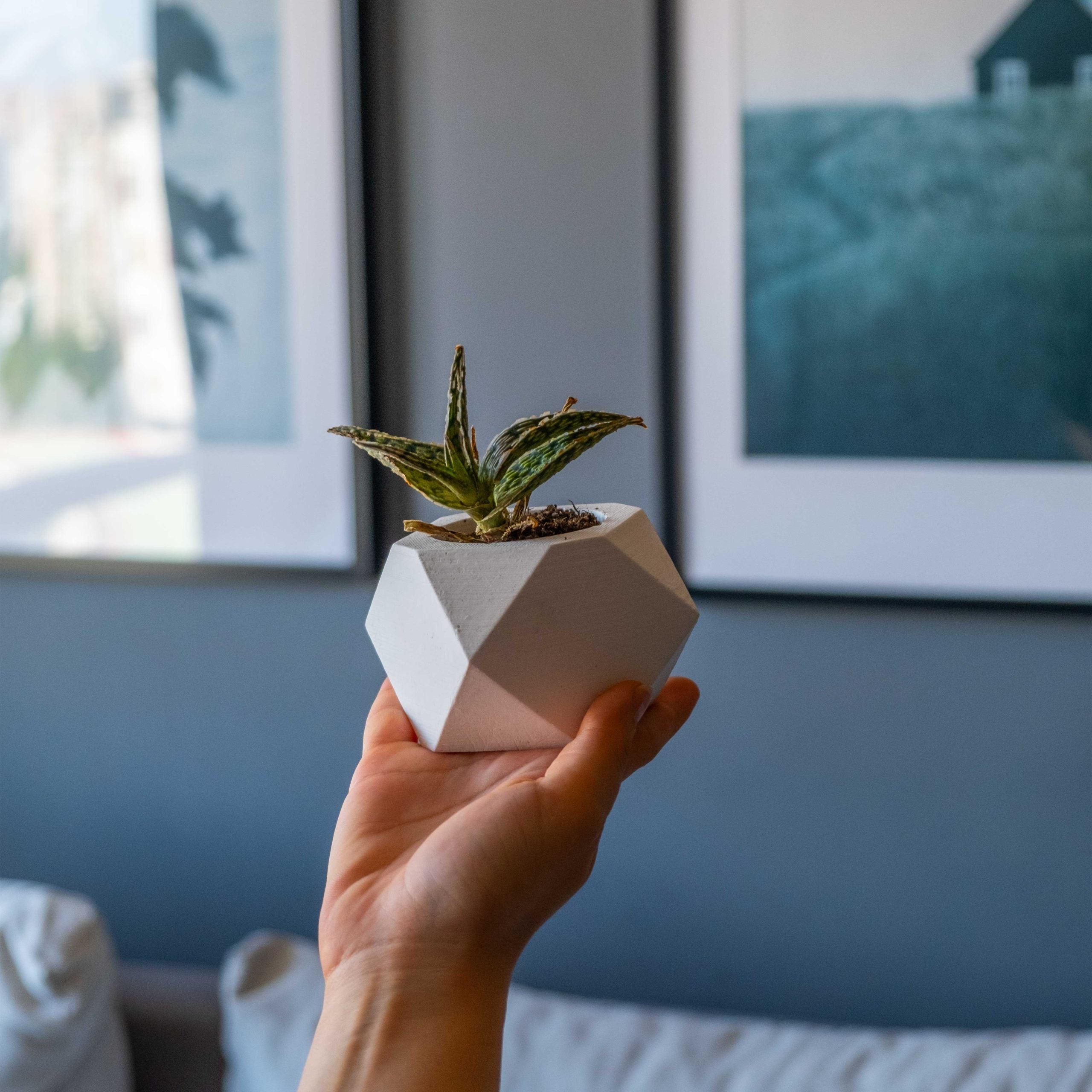 White concrete hexagonal pot holding a small succulent with green and yellow variegated leaves