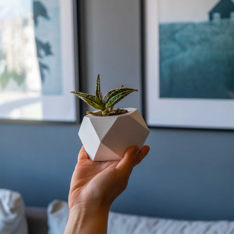 White concrete hexagonal pot holding a small succulent with green and yellow variegated leaves