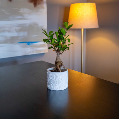 A white concrete bonsai pot with textured leaf pattern holding a small green concrete ivy tree with green foliage