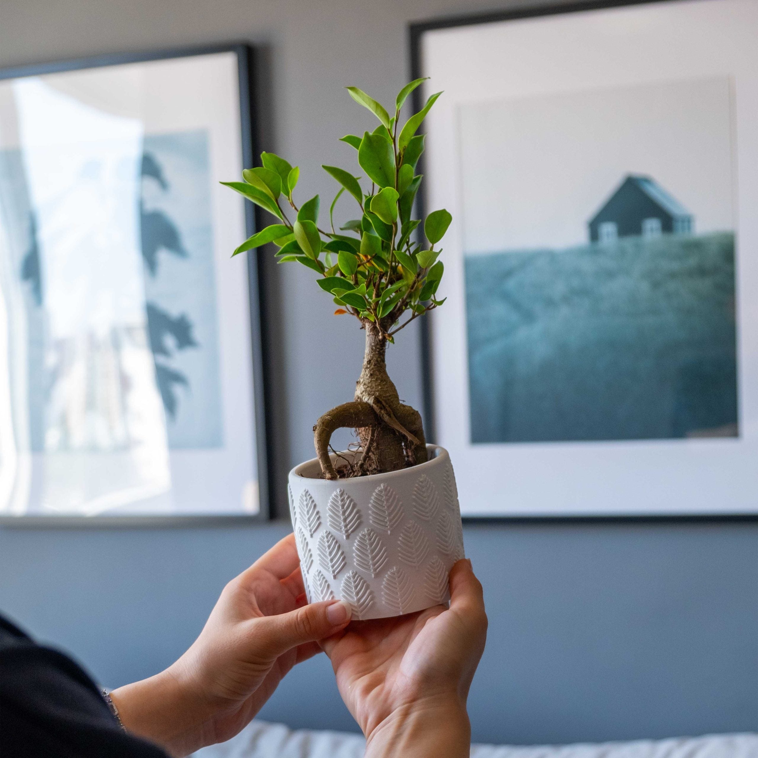 A white concrete ivy planter with leaf embossed pattern holding a small green concrete bonsai tree