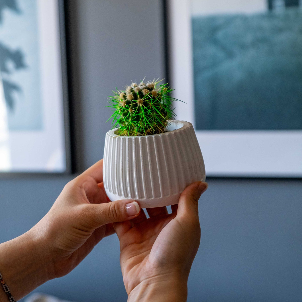 A small white concrete mug pot with vertical ridges holding a green spiky cactus in a ceramic style