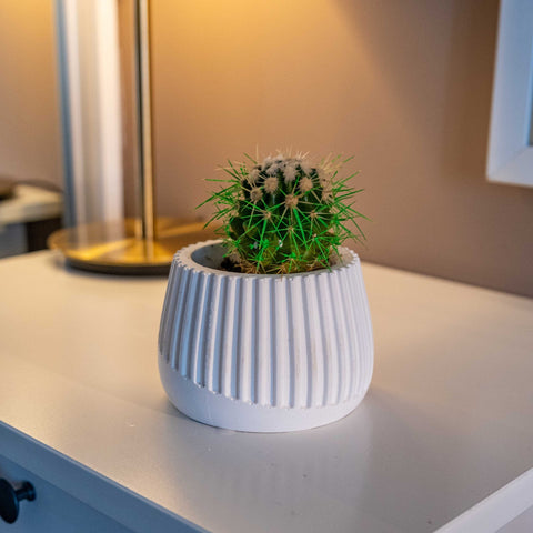 A green spiky cactus in a white ribbed ceramic pot showcased as a white concrete mug pot perfect for decor