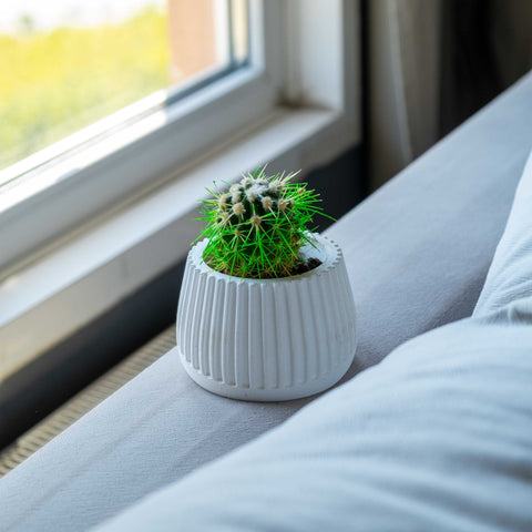 A white concrete mug pot with ribbed texture holding a spiky green cactus in a ceramic style