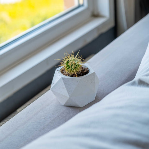 White concrete polygonal pot holding a small green cactus with yellow spines in a geometric concrete planter