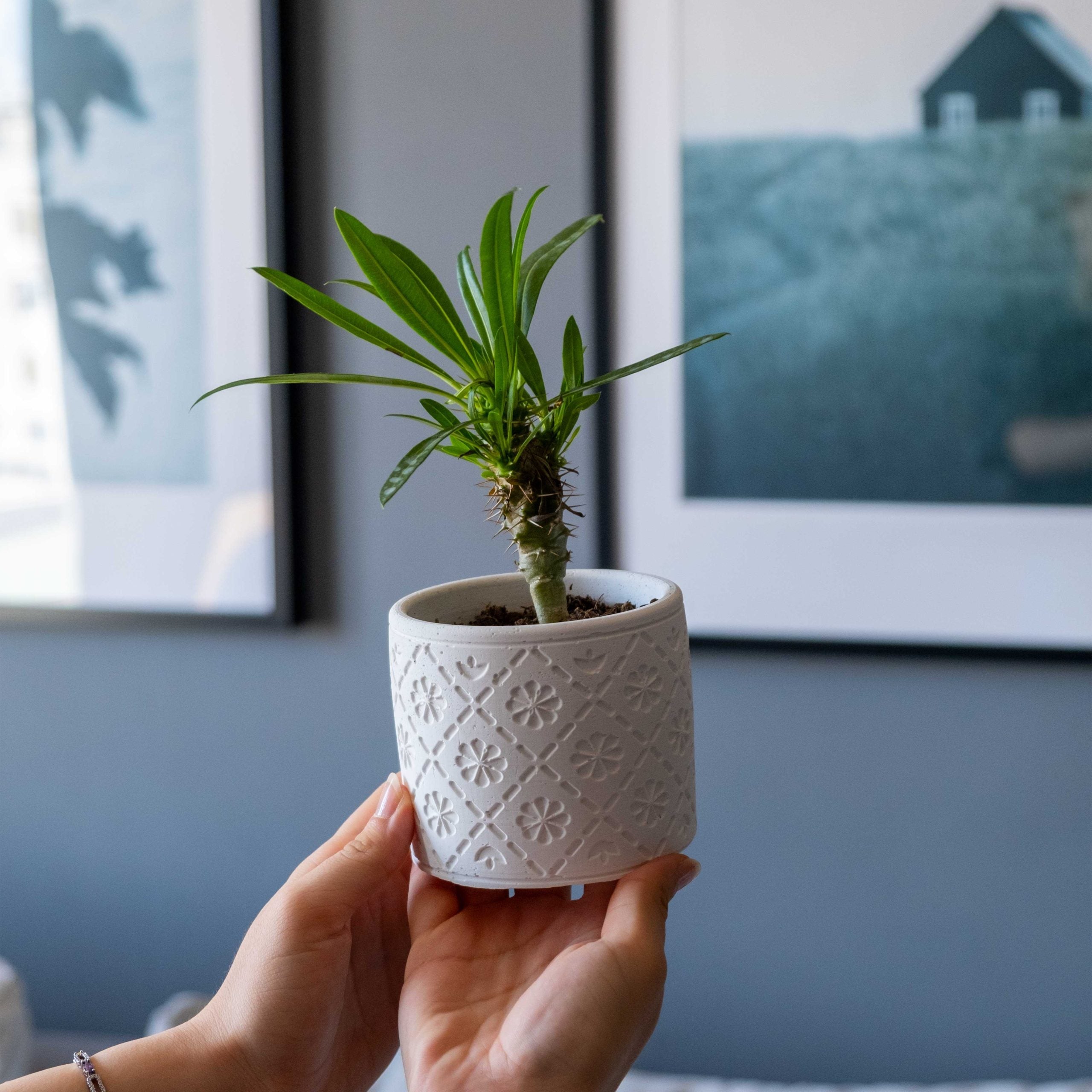 White concrete radus pot with embossed floral pattern holding a small green plant in a white ceramic planter