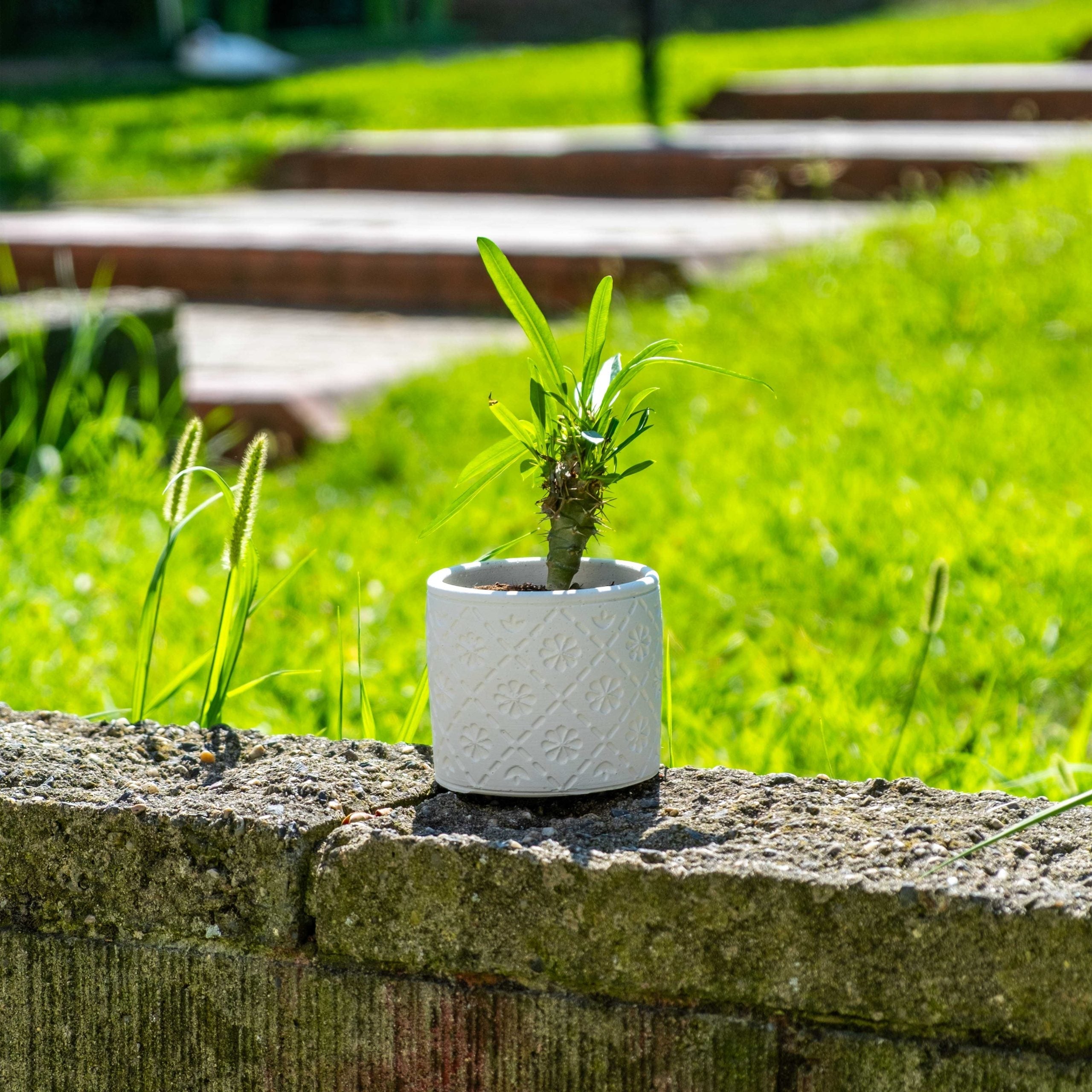 White concrete radus pot with embossed floral pattern holding a small green plant in a white ceramic planter