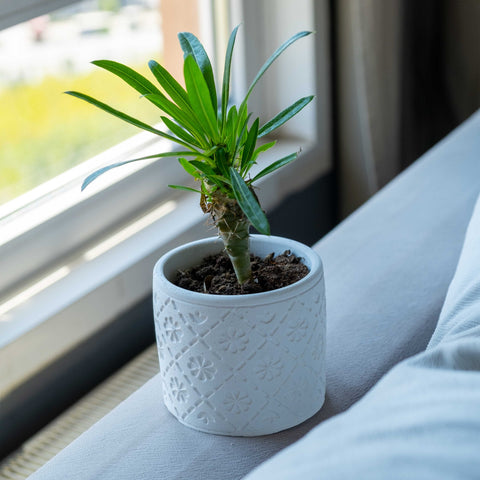 White concrete radus pot with embossed floral pattern holding a green leafy plant in a white ceramic style planter