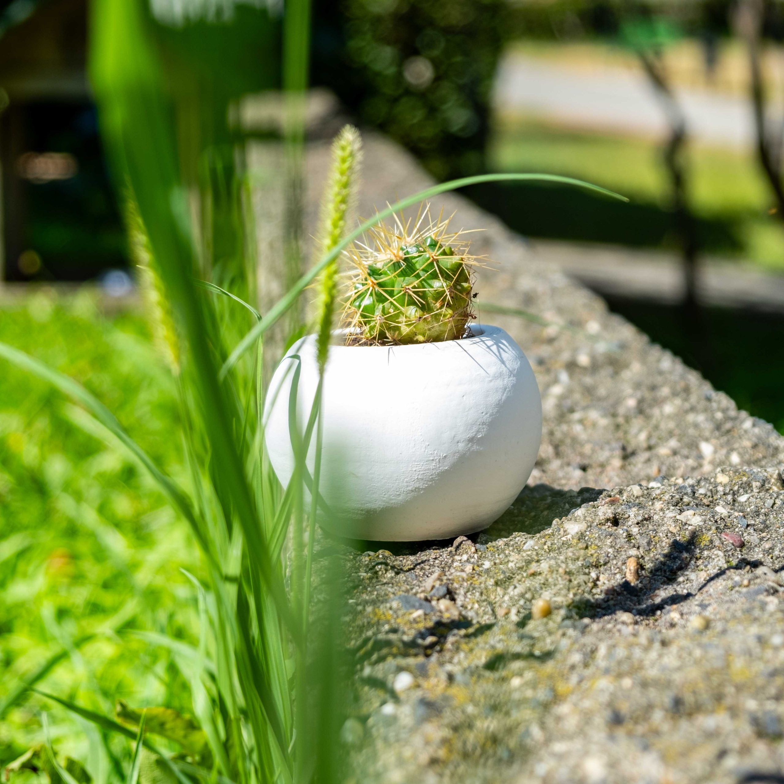 A white concrete round pot handmade concrete planter holding a small green spiky cactus in a ceramic style