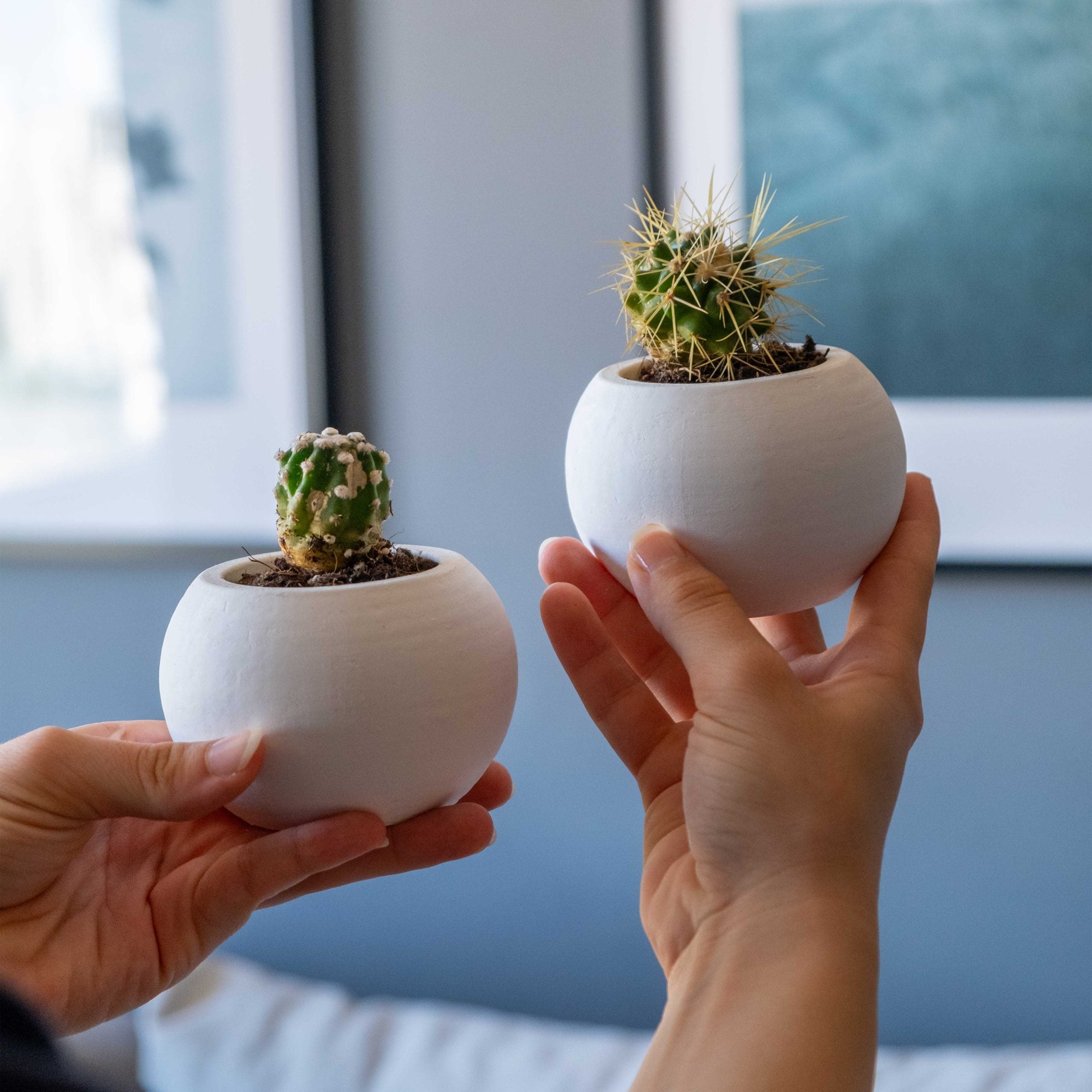 Two white concrete round pots with small cacti showcasing handmade concrete planter style